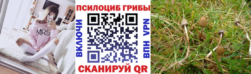 Галлюциногенные грибы Psilocybe  Брюховецкая 